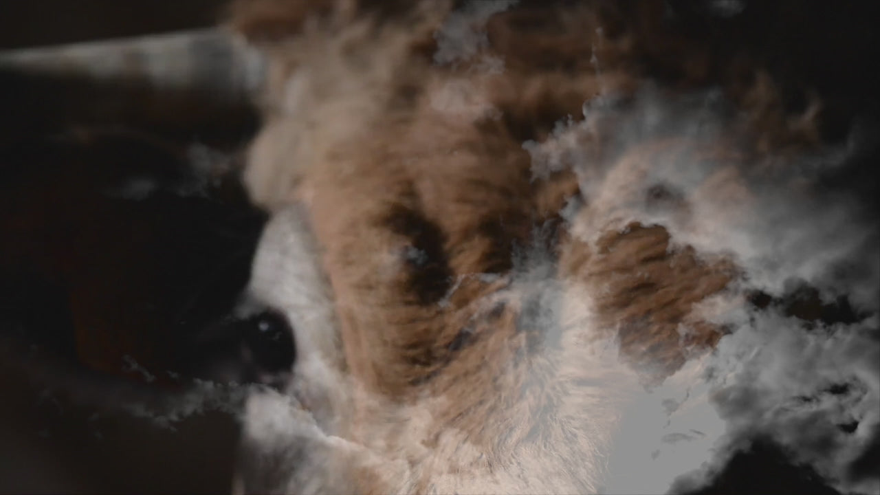 Forge De Laguiole-kniver med håndtak i ebenholt og rustfritt stål i satengfinish